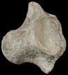 Mosasaur (Tylosaurus) Dorsal Vertebrae - Kansas #54280-1